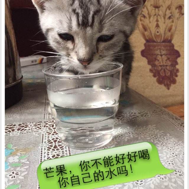 蒙德拉贡大学硕士毕业证